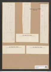Nitzschia hybrida "var. glacialis" (de-Toni-Nr.: Genus 47, Species 2047) Zeichnungen Sammlung Grunow Nr. 4469 (NHMW-BOT-W0371877)